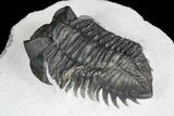 Coltraneia Trilobite Fossil - Huge Faceted Eyes #92939-1